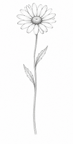 ChatGPT Image Jul 2, 2026, 04_44_16 PM daisy for testimonial page_edited.png