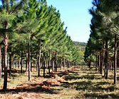 pinus cimaserra.jpeg