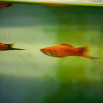 Two orange fish swimming in a greenish aquarium.