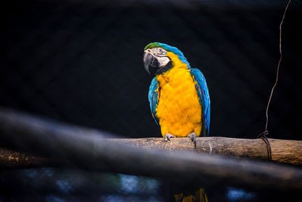 Colorful parrot perched on a branch.