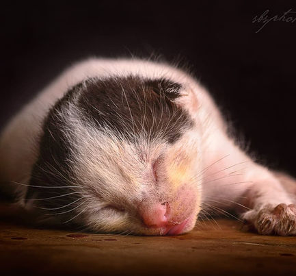 Sleeping kitten on a wooden surface.