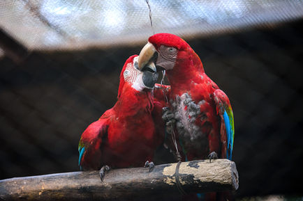 Two vibrant red parrots perched closely together.