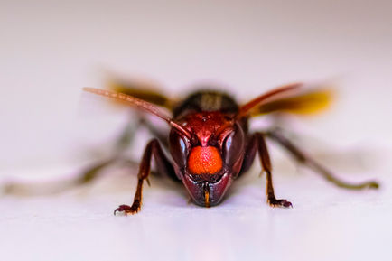 Close-up of a hornet facing forward.