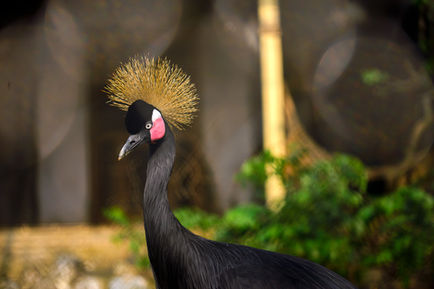 Crowned crane with distinctive golden plumage on head.