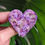 Thumbnail: Purple Embellished Heart Brooch