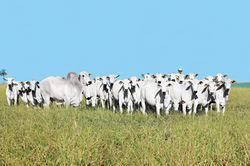 fazenda bacuri header2.jpg