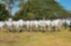 Fazenda Sucuri