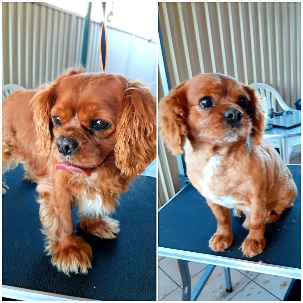 King Charles Cavalier