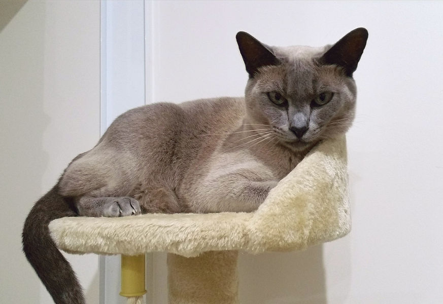Tonkinese Cat
