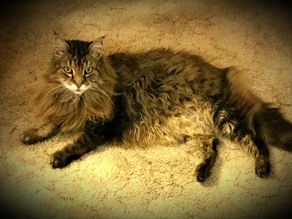 Why Is My Cat's Fur Looking Clumpy And Matted?