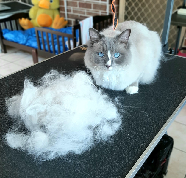Deshed My Pet Lush Pet Care, Pet Sitter, Sydney Australia