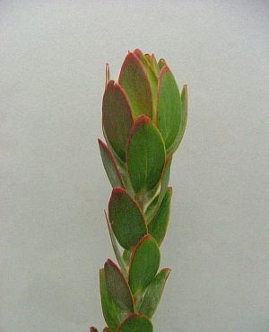 Leuca Nervursum