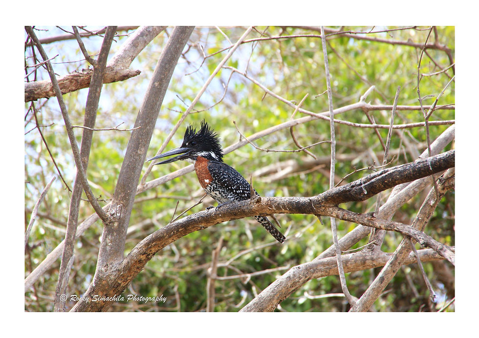 Rocky Simachila Photography- Giant Kingfisher- Shire River Liwonde NP Malawi- 2013