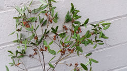 Leatherwood (honey), Eucryphia lucid