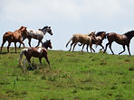 Moon Mountain Sanctuary Horses