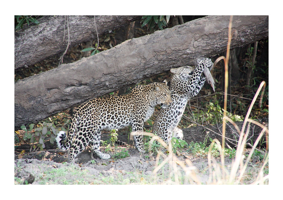 Rocky Simachila Photography- Leopard and Cub Playing- Wakumba Lagoon South Luangwa NP- Zambia- 2009