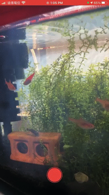 SimpleVideoCamera.gif