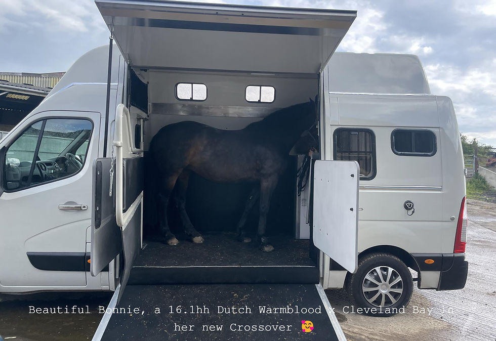 Dutch Warmblood in a Horsebox Workshop Crossover