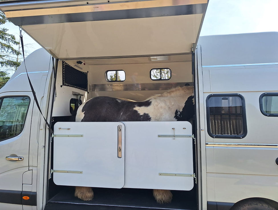 Two chunky Cob's in a Horsebox Workshop Crossover