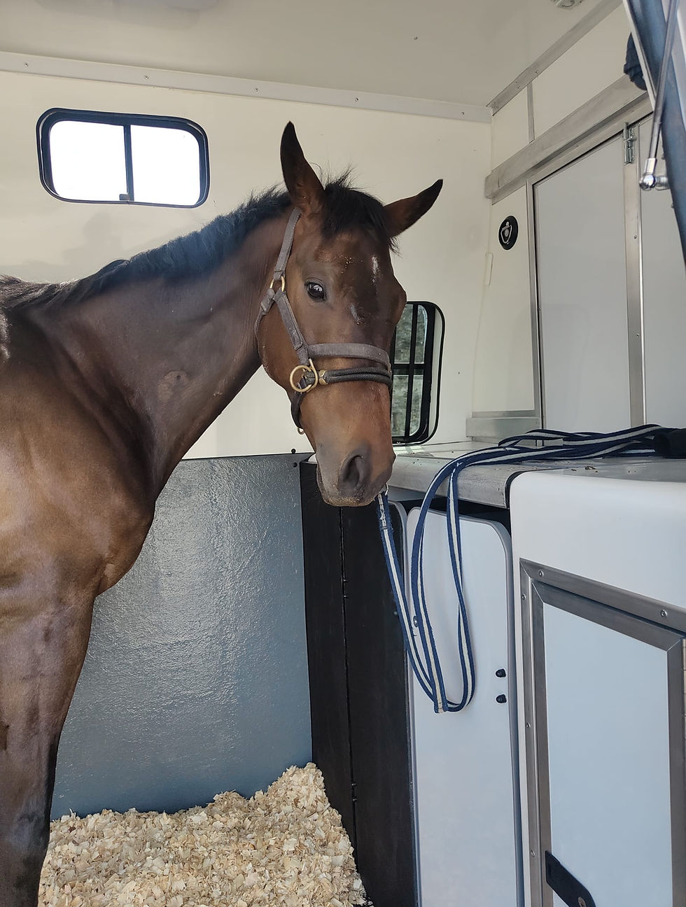 Ex Racing Horse in a Horsebox Workshop Crossover