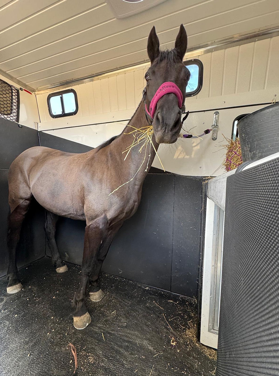 Horse in horsebox