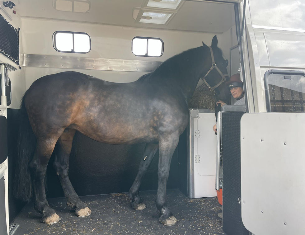 Dutch Warmblood Horse in a Horsebox Workshop Crossover