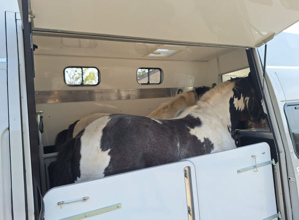 Two chunky Cob's in a Horsebox Workshop Crossover