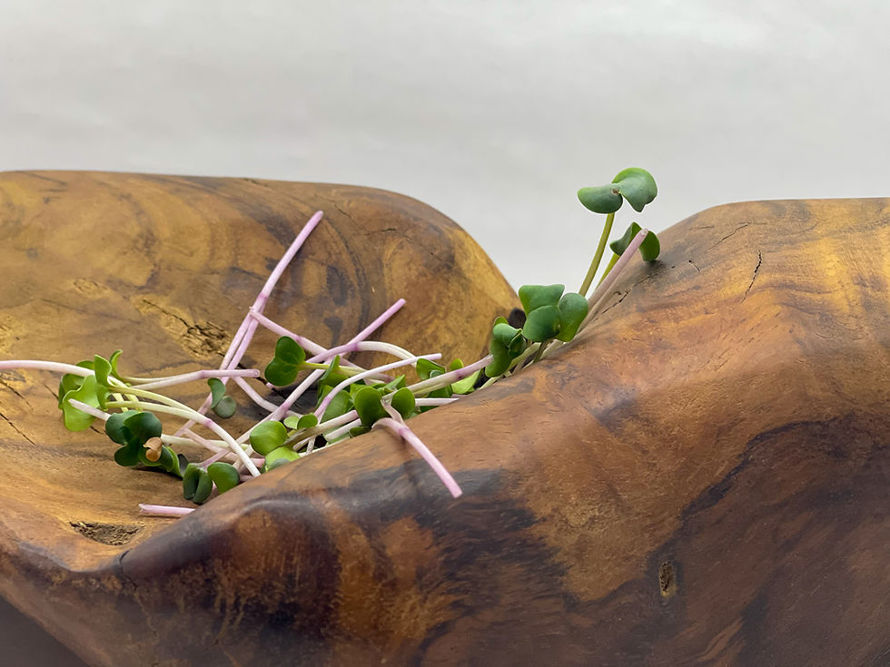 Thumbnail: Triton Purple Radish Microgreens