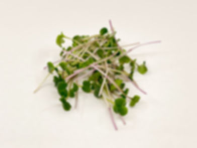 Triton Purple Radish Microgreens