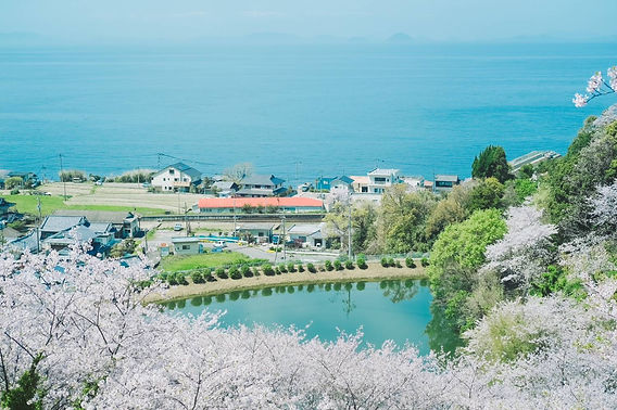 桜の名所・お花見情報：ふたみ潮風ふれあい公園【伊予市双海町】
