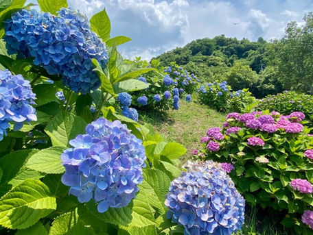あじさいの開花情報(2025年6月更新):ふたみ潮風ふれあい公園【伊予市双海町】