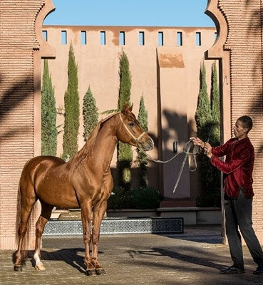 A person in a red shirt holds a horse on a lead in a sunny courtyard with tall trees and an arched wall, creating a calm atmosphere.