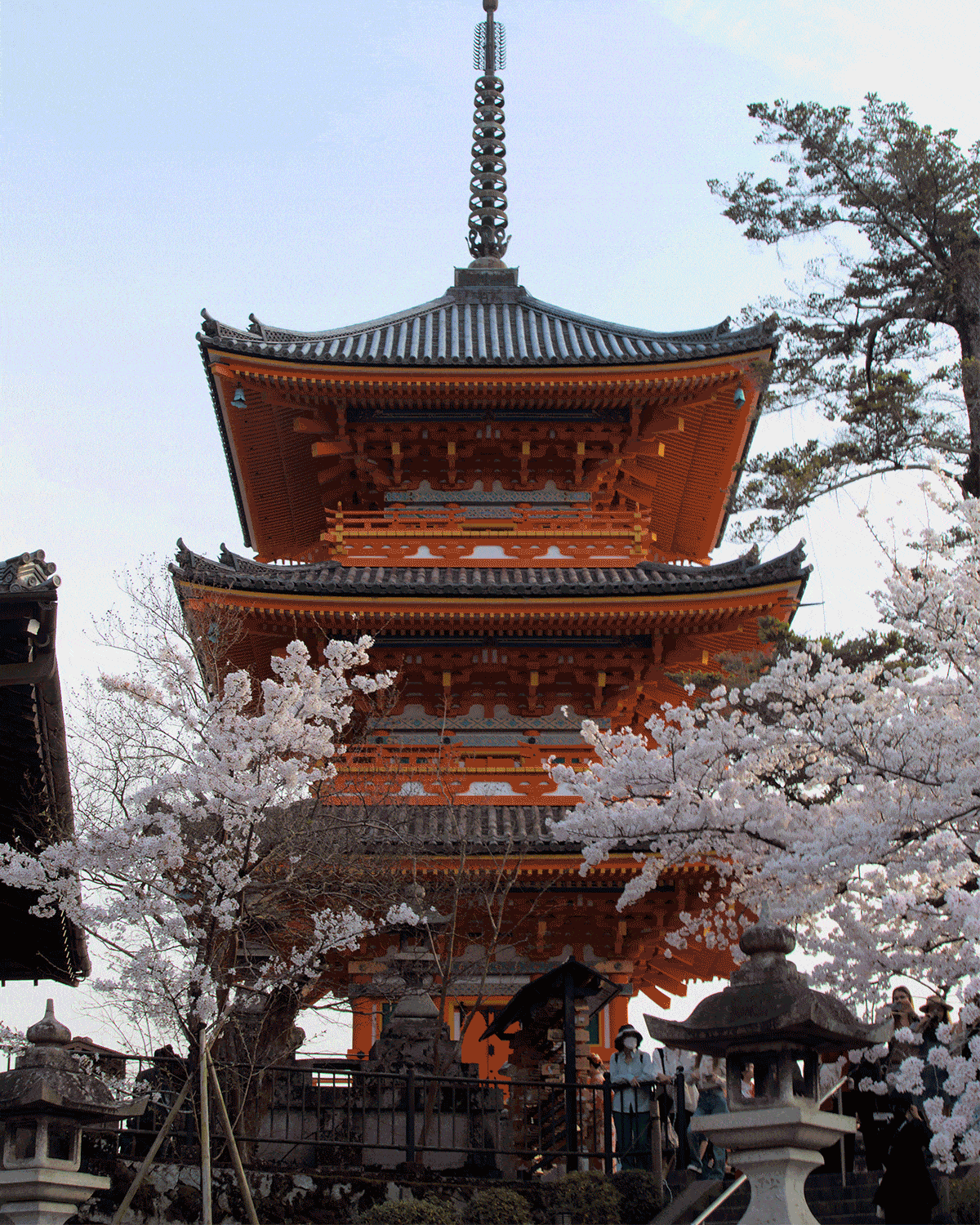 Traditional Japanese pagoda with orange and gray tiers, surrounded by blooming cherry blossoms. People admire the scene, creating a serene mood.