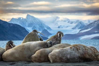 Walruses rest on a sandy beach with snow-covered mountains and the sea in the background. The scene is serene under a cloudy sky.
