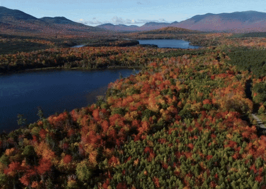 Aerial view of a dense forest in autumn, with vibrant red, orange, and green trees surrounding a calm lake under a clear blue sky.