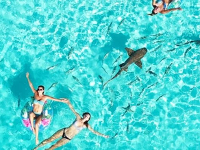 Would You Swim with Sharks in the Exumas?