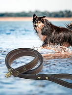 DOG IN WATER-Photoroom.png