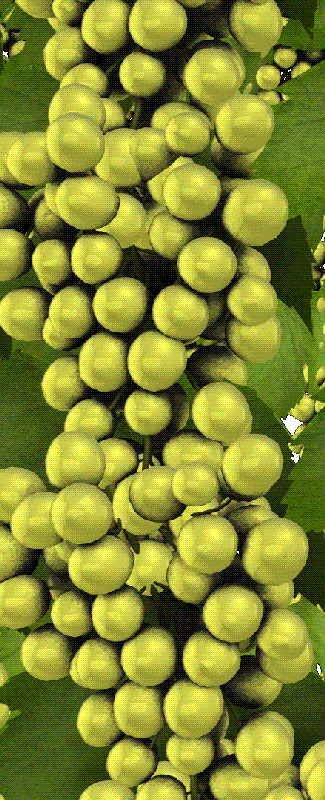 MultiGrapes_border.gif