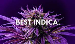 INDICA PACK DOWN UNDER GENETICS