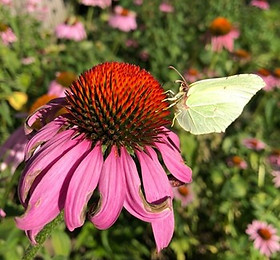 BDML_Schmetterling.jpg