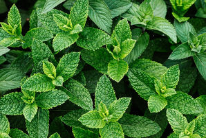 常見防疫中藥材：薄荷