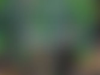 Trilha na amazônia - quando a experiência continua além da viagem