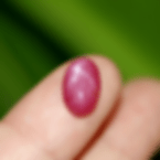 Stunning 3.2 ct., Unheated Untreated, Burmese Sharp-Star Ruby, Oval Cut Cabochon Gemstone set in Bra