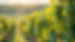 still-life-green-grapes-vineyard (1).jpg