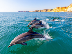 Découvrir la Faune Marine en Algarve: Dauphins et Mer Formosa