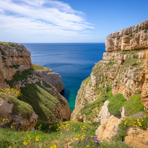 La flore en Algarve Portugal : un paradis de fleurs sauvages et rares