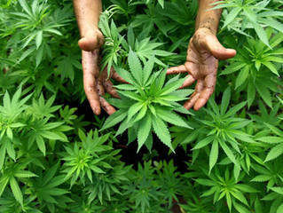 Hemp: a super plant