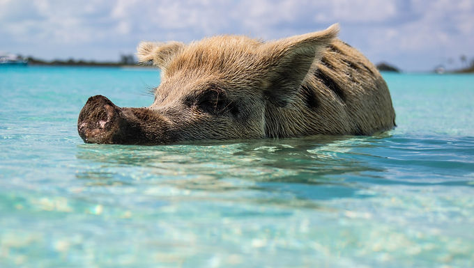 The Bahamas