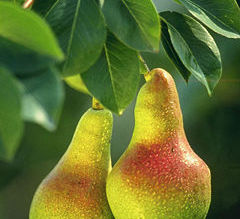 Danger - Low Hanging Fruit
