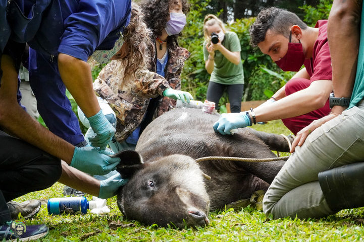 Tapir_Rescue_May_2021-76.jpg